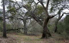 texas ranch for sale