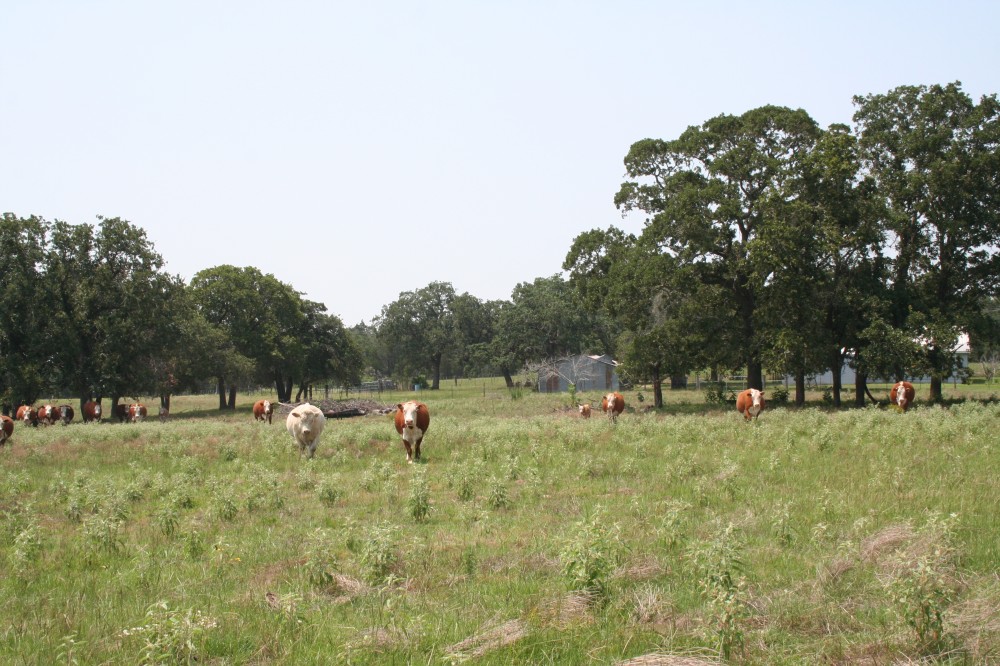 Caldwell County Ranch for Sale