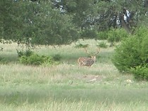 Real County TX Ranch for Sale