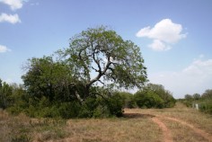 Bee County TX Ranch for Sale