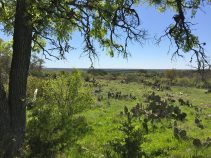 Lampasas Ranch for Sale