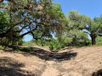 Salt Branch Creek Ranch