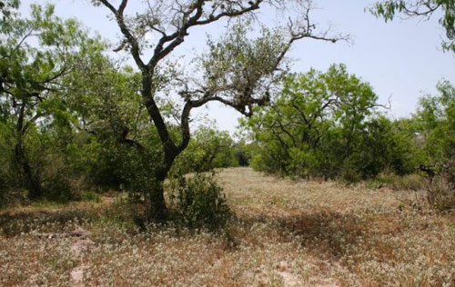 texas ranch for sale