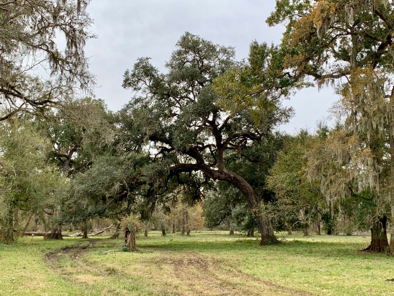 Pecan Bluff Ranch